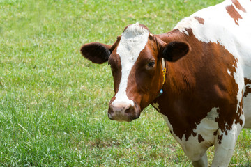 Eine Kuh auf einer Weide an einem Bauernhof