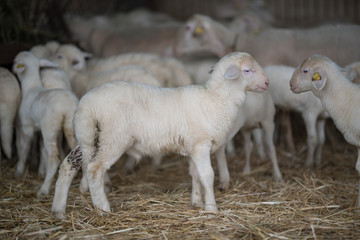 flock of sheep and lambs on the farm