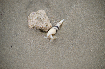 mollusk near a stone on white sand the seashore
