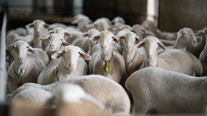 flock of sheep and lambs on the farm