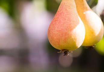 Fresh juicy pears on pear tree branch