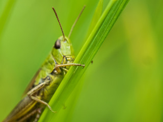 Locust Sitting On Gras