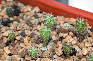 Close up Lobivia cardenasiana seedling growing among other cacti seedlings in mineral substrate