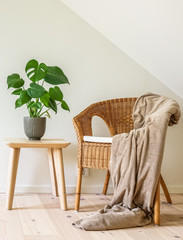 Rattan armchair with a blanket and a wooden table with a potted plant, fruit salad tree (Monstera deliciosa). Empty white wall in simple living room interior.