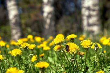 Obraz premium Blossoming dandelians with bumblebees with birch trees on the background