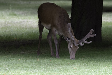 Wild male red deer in London, United Kingdom