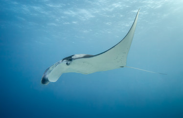 Obraz na płótnie Canvas Manta ray swimming with its fins up on the great barrier reef in Australia. The manta ray is viewed from the side.