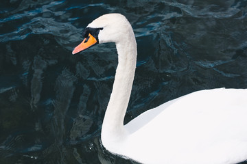 Close up of a alone Swan swimming on the little lake