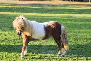 Little cute pony on the green grass field