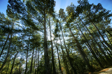 forest, tree, nature, trees, green, pine, sky, landscape, wood,