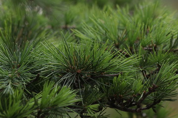 Close Up Pine Tree