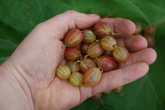 ripe gooseberry berries on the palm of the hand