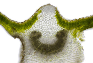 Microscopic view of Mallow (Malva sp.) leaf cross section