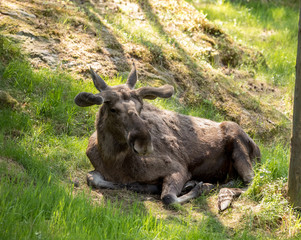 Moose or European elk, Alces alces, bull with antlers and velvet skin lying down in the grass in the forest in Kristiansand Dyrepark, a zoo in Kristiansand, Norway