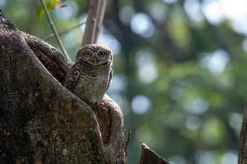 Spotted owlet is a small owl