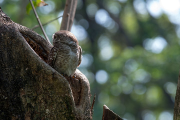 Spotted owlet is a small owl