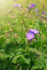 Geranium meadow in sunset light.