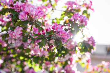 Sunlight and pink sakura branch