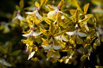 beautiful orchid flowers in garden