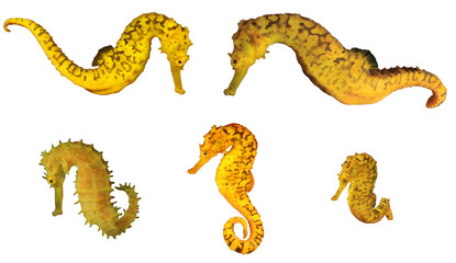 Yellow Seahorses collection isolated on white background  © Richard Carey