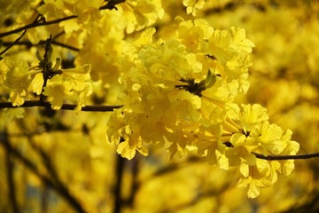 Golden Tree , Tallow Pui, Yellow India, commonly known as Golden Tree, grows well in northern Thailand. Yellow flowers bloom at the end of the flowering branches in summer from March to April.