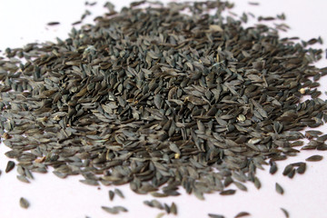 lettuce  seed  background