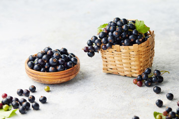 Freshly picked blackcurrants
