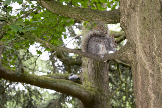 Squirrel Eating In Sheffield Botanical Gardens