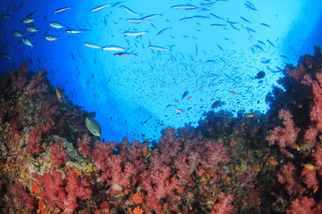 Underwater coral reef and fish 