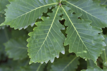 Green leaves close-up, texture, background