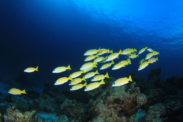 Fototapeta na wymiar School of Snapper fish underwater 