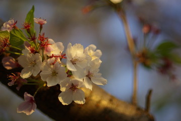 桜（Cherry Blossoms）