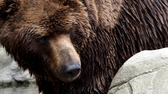 Big brown bear (Ursus arctos beringianus). Kamchatka brown bear.