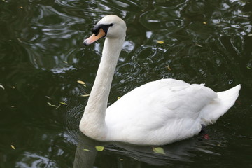 swan on the lake