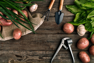 Red potatoes on burlap, garlic with greenery and a garden spade and rake on a wooden brown...