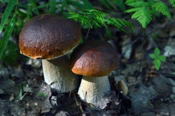 Forest mushrooms, sunlit