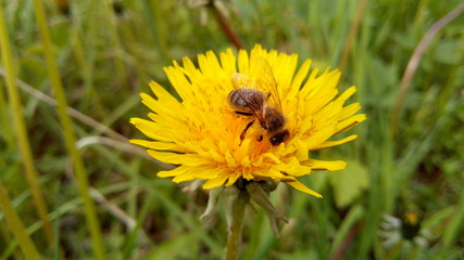 bee and dandelion