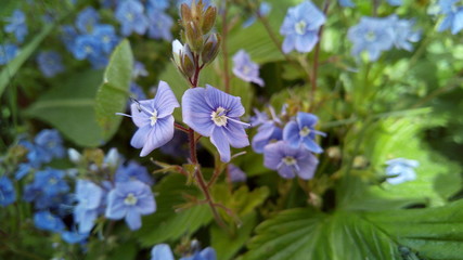 Fototapeta premium wild fragrant violet