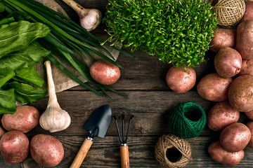 Red potatoes on burlap, garlic with greenery and a garden spade and rake on a wooden brown...
