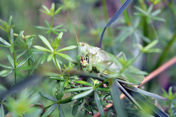 In the grass Grasshopper sat. Green insect with thin paws and mustache