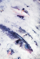 fresh fish in market