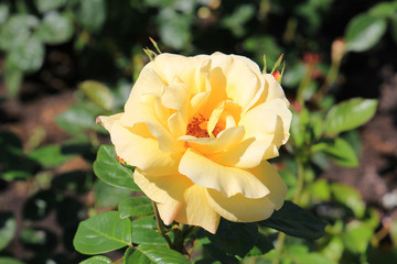 riot of beautiful flowers