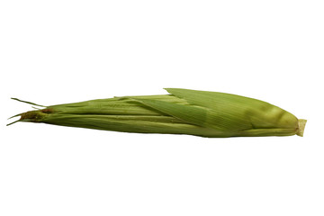 A ripe corn cob isolate on white background   © Lakka
