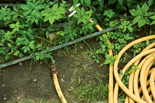 Hose for watering plants in the grass