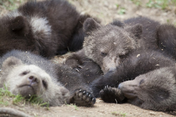 cubs together