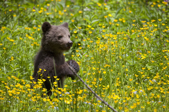 curious bear cub in flower field