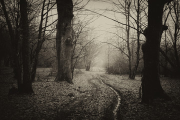 dark forest road landscape, vintage style photo