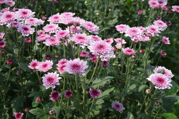 Pink chrysanthemum on the tree in the garden