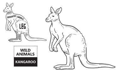 Cut of kangaroo set. Poster Butcher diagram - desert-ship. Vintage typographic hand-drawn. Vector illustration