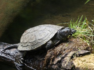 Obraz premium turtles in the pond